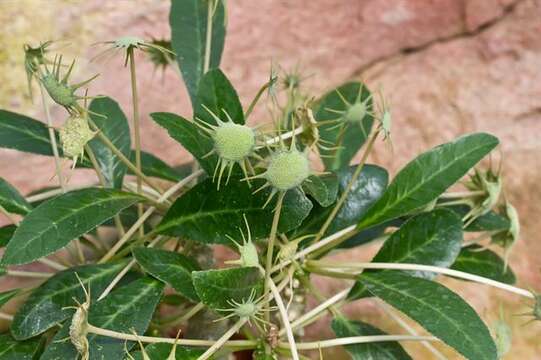 Image of Foetid Dorstenia