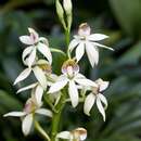 Image of clamshell orchid