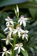 Image of clamshell orchid