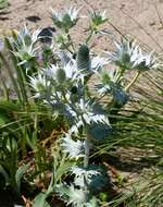 Eryngium giganteum M. Bieb. resmi