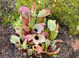 Image of marsh pitcher plants