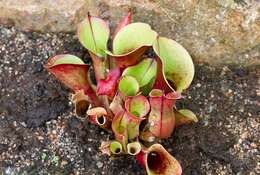 Image of marsh pitcher plants