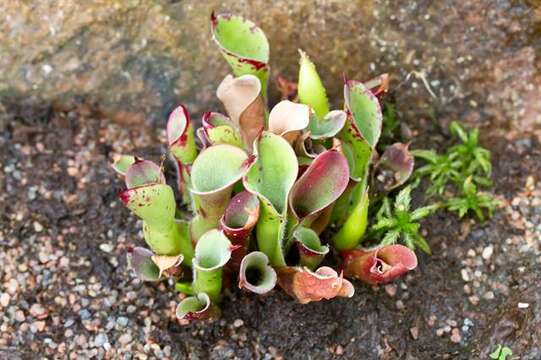 Image of Heliamphora pulchella Wistuba, Carow, Harbarth & Nerz