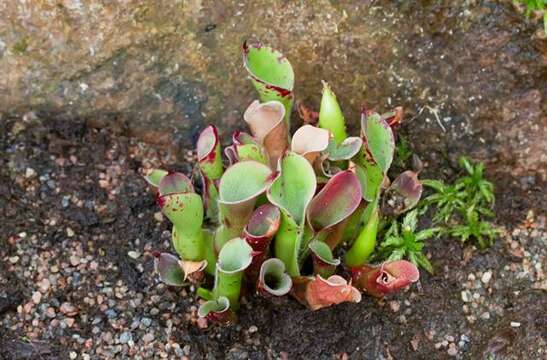 Image of Heliamphora pulchella Wistuba, Carow, Harbarth & Nerz