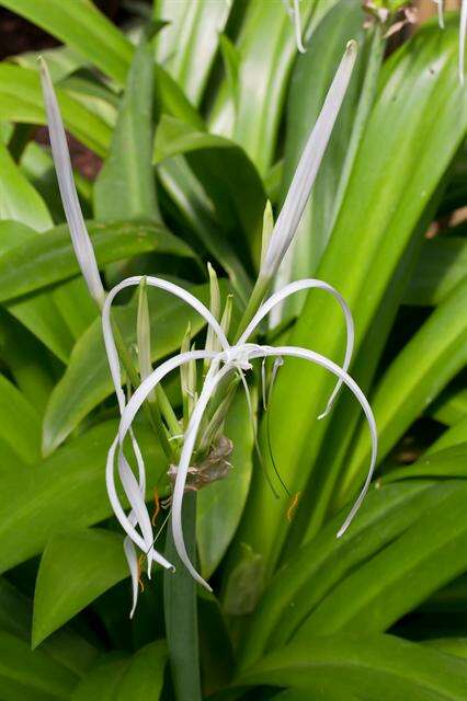 Image of spiderlily