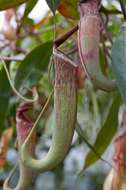 Image of Nepenthes albomarginata T. Lobb ex Lindl.