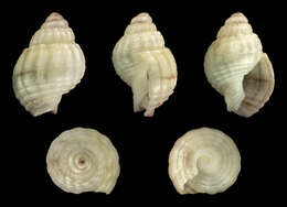 Image of Nassarius Duméril 1805