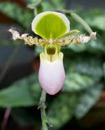 Слика од Paphiopedilum glaucophyllum J. J. Sm.