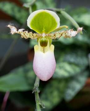 Sivun Paphiopedilum glaucophyllum J. J. Sm. kuva