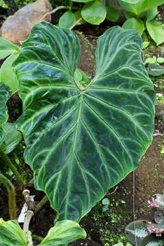 Image of philodendron