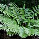 Image of Korean tasselfern