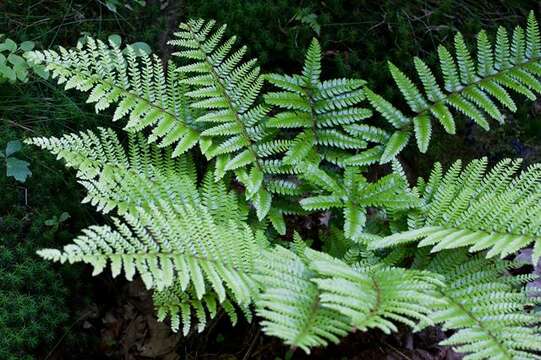 Слика од Polystichum polyblepharum (Roem. ex Kunze) C. Presl