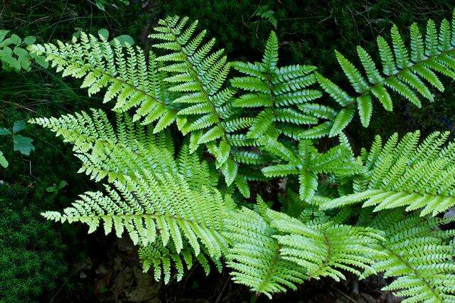 Image of Korean tasselfern