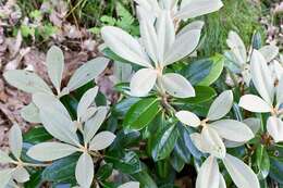 Image of Rhododendron yakusimanum Nakai