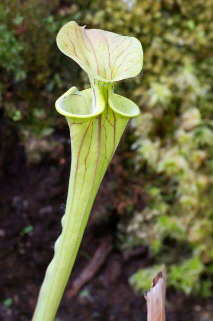 Image of pitcher plants