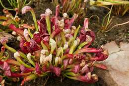 Image of parrot pitcherplant