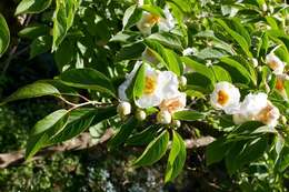 Imagem de Stewartia pseudocamellia Maxim.