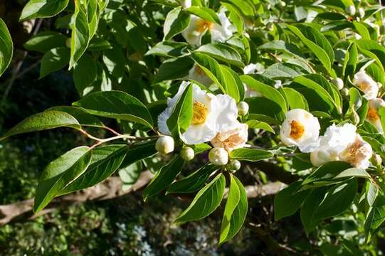 Image of Japanese stewartia