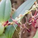 Image of Bulbophyllum barbigerum Lindl.