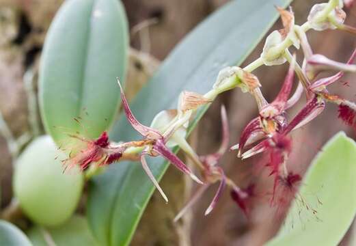 Слика од Bulbophyllum barbigerum Lindl.