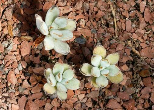 Image of Echeveria pulvinata Rose