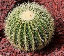 Image of echinocactus