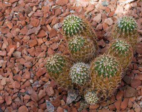 Image of Echinocereus pamanesiorum A. B. Lau