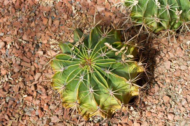 Image of barrel cactus