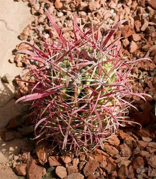 Image of barrel cactus