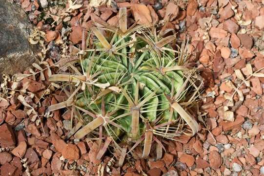 Image of Ferocactus latispinus (Haw.) Britton & Rose