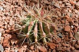 Ferocactus resmi