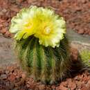 Image of Parodia warasii (F. Ritter) F. H. Brandt