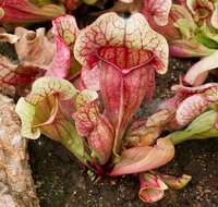 Image of pitcher plants