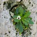 Image of Viola pachyrrhiza Boiss. & Hoh.