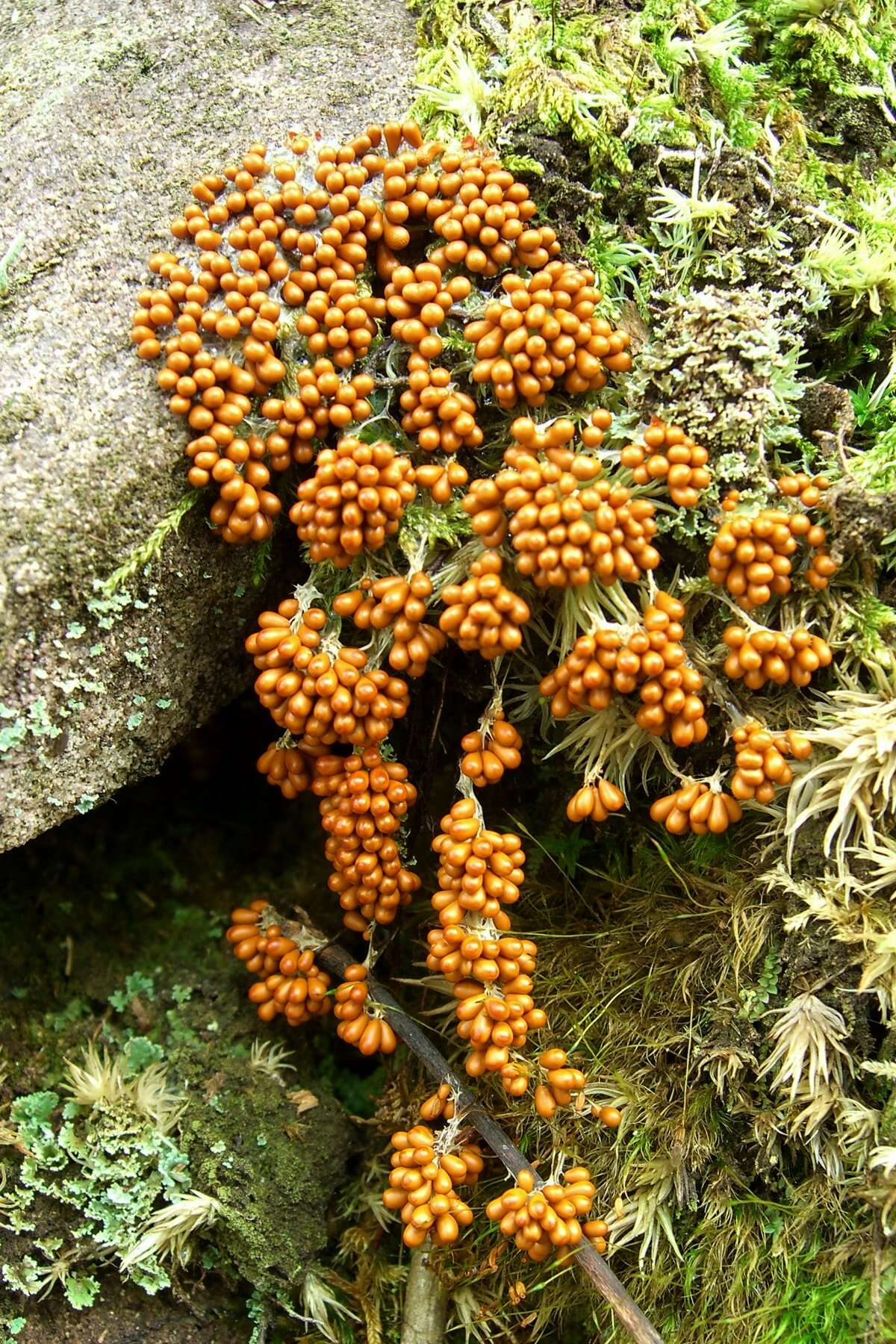 Image of Egg-shell Slime Mould