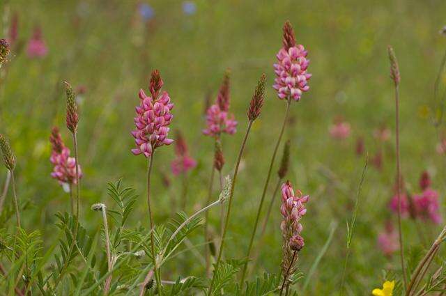 Image of sainfoin