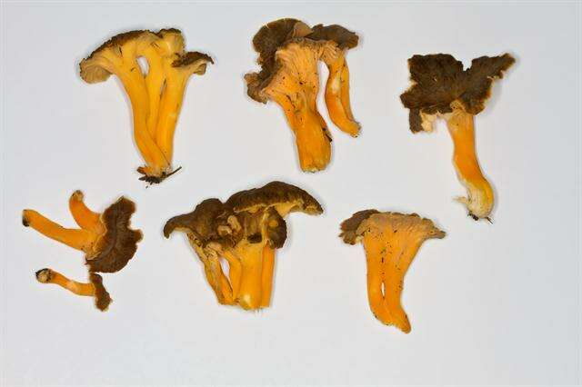 Image of Craterellus