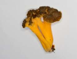 Image of Craterellus