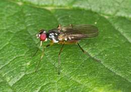 Image of tanypezid flies