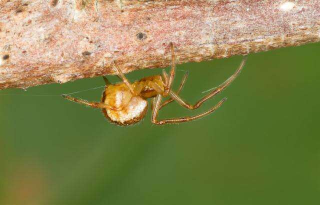 صورة <i>Theridion sisyphium</i>