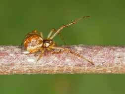 صورة <i>Theridion sisyphium</i>