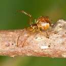 Image of <i>Theridion sisyphium</i>