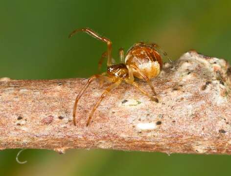 صورة <i>Theridion sisyphium</i>