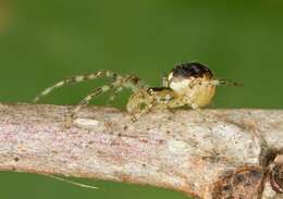 Image of Theridion