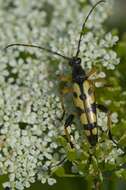 Image of <i>Leptura maculata</i>