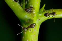 Image of cornfield and citronella ants