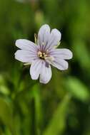 Image of marsh willowherb