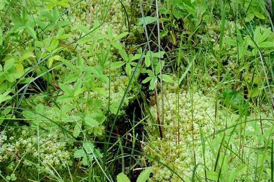 Image of pseudobryum moss