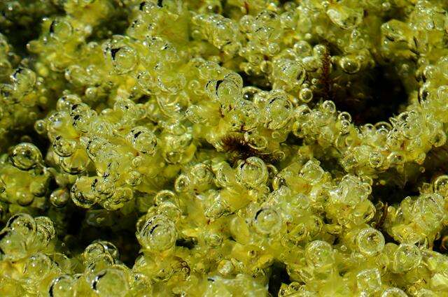 Image of pseudobryum moss