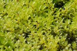 Image of pseudobryum moss